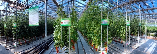 濰坊科技學院立足菜鄉 打造&ldquo;全國蔬菜種業硅谷&rdquo;