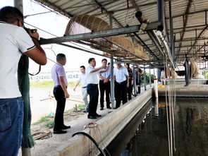 省農(nóng)業(yè)農(nóng)村廳副廳長(zhǎng)高慶營(yíng)一行 到南海九江調(diào)研水產(chǎn)種業(yè)