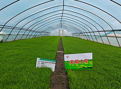 黑龍江凱瑞威種業(yè)官網, 0451-55130496,天稻1號,金苑玉177,凱瑞威種業(yè),凱瑞威農業(yè)