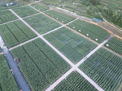 福建圓旺元種子集團(tuán)蔬菜種業(yè)科技小院成功入圍中國農(nóng)技科技小院名單