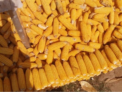 玉米廠家_相關(guān)信息_輝縣市天地種業(yè)