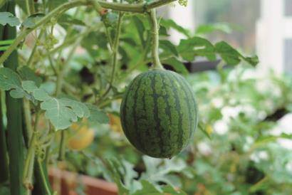 花開中國夢(mèng)：花博會(huì)助力光明母港現(xiàn)代種業(yè)創(chuàng)新區(qū)發(fā)展