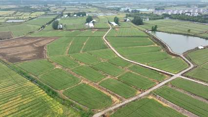 安徽白湖種業(yè)創(chuàng)新研發(fā)兩個小麥新品種，助力種業(yè)高質量發(fā)展