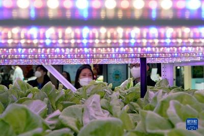 進博會上的農業(yè)新篇章 集裝箱里種菜的種業(yè)革命