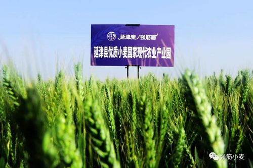 歲歲冬至，種業新篇