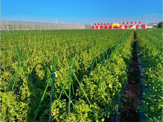 收好攻略，觀展不愁！2023云南·元謀第七屆蔬菜種業博覽會參展攻略