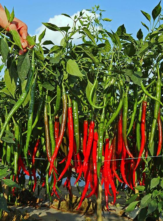 川椒種業(yè) 高產(chǎn)辣椒品種的五大關(guān)鍵特點(diǎn)解析